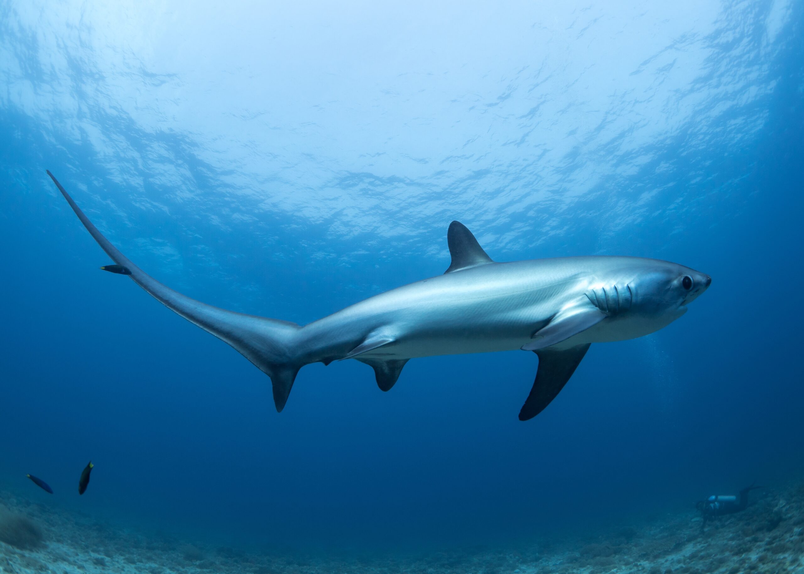 Thresher Shark