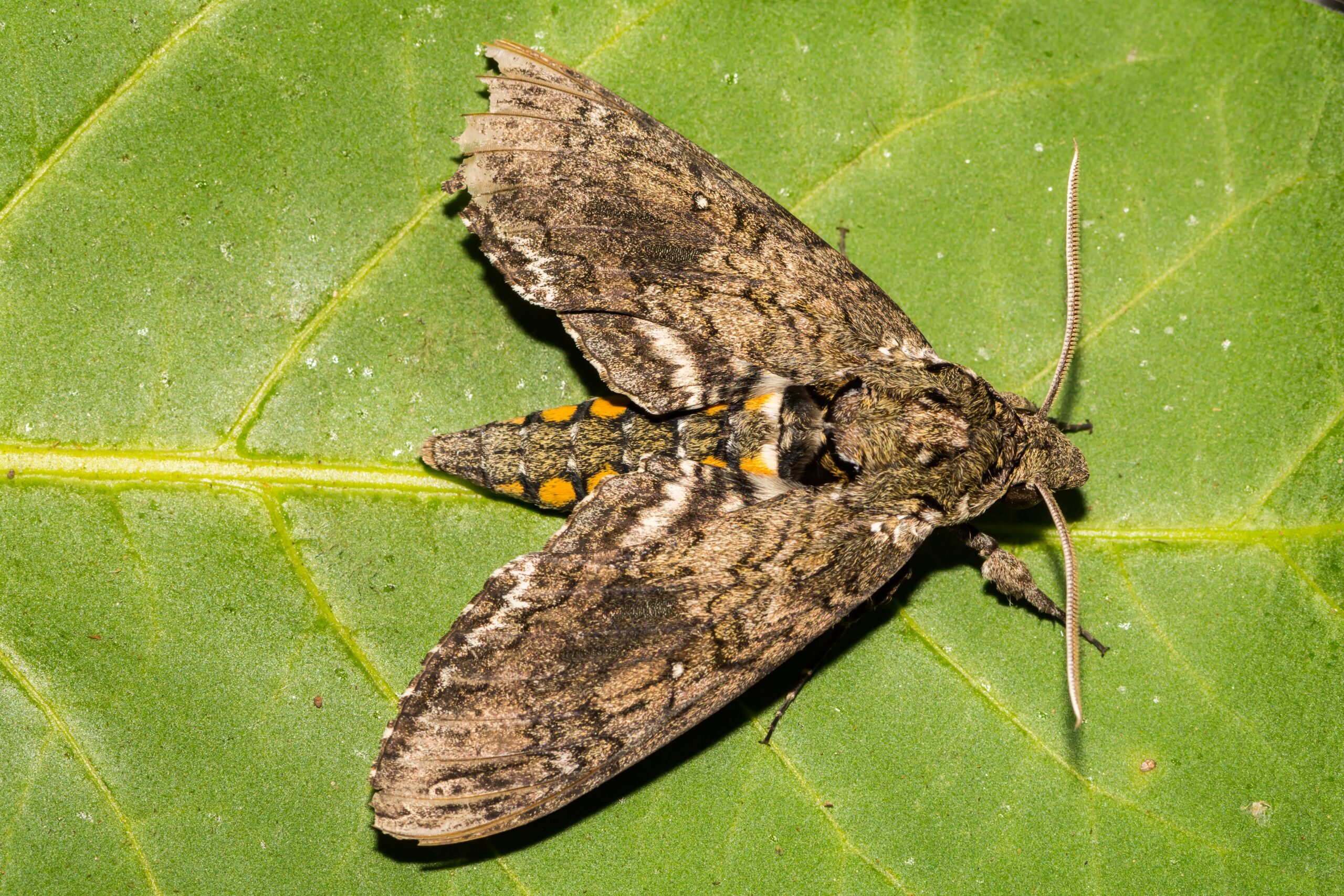 Tobacco hornworm moth (Manduca sexta)