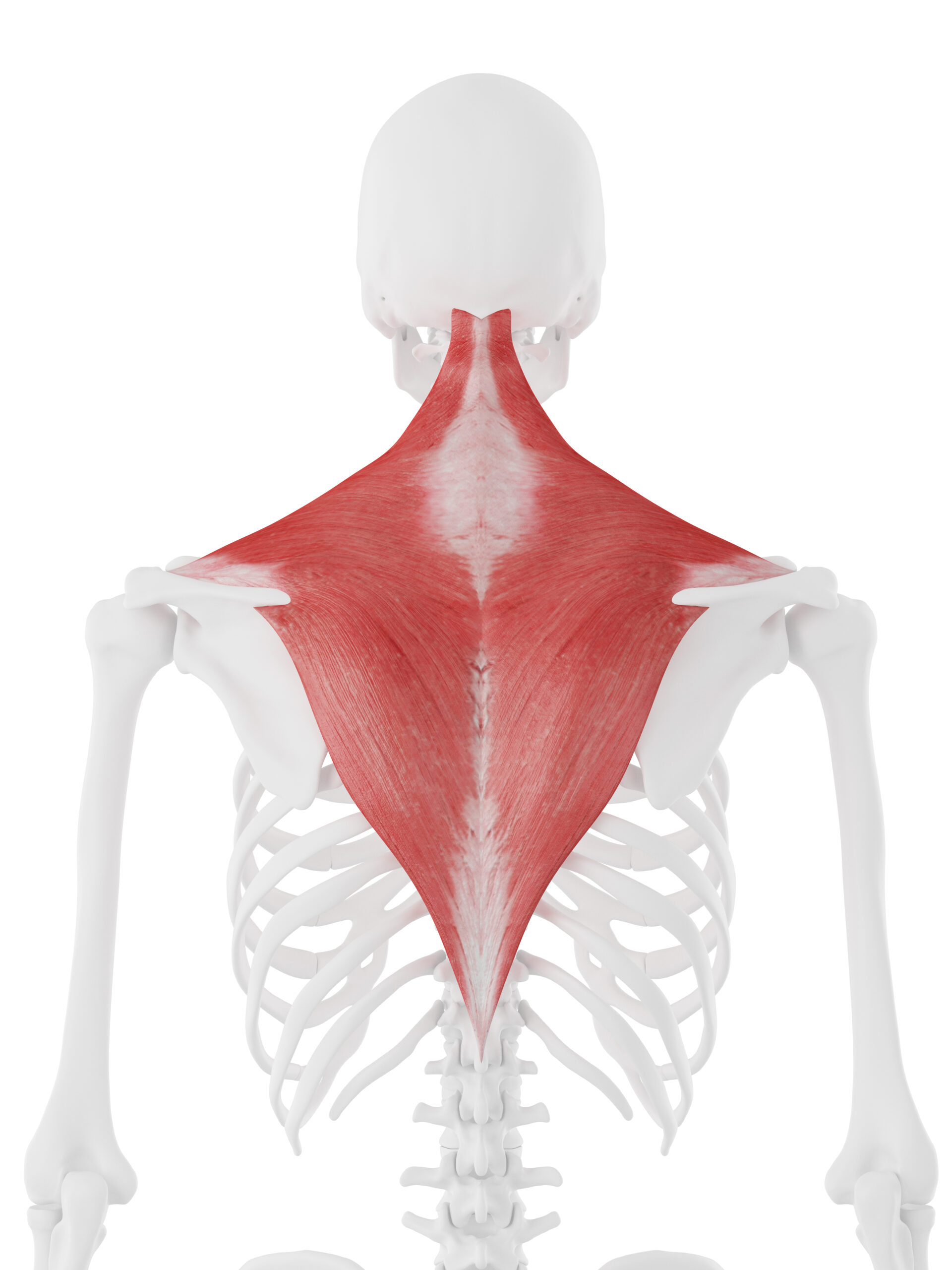 Trapezius