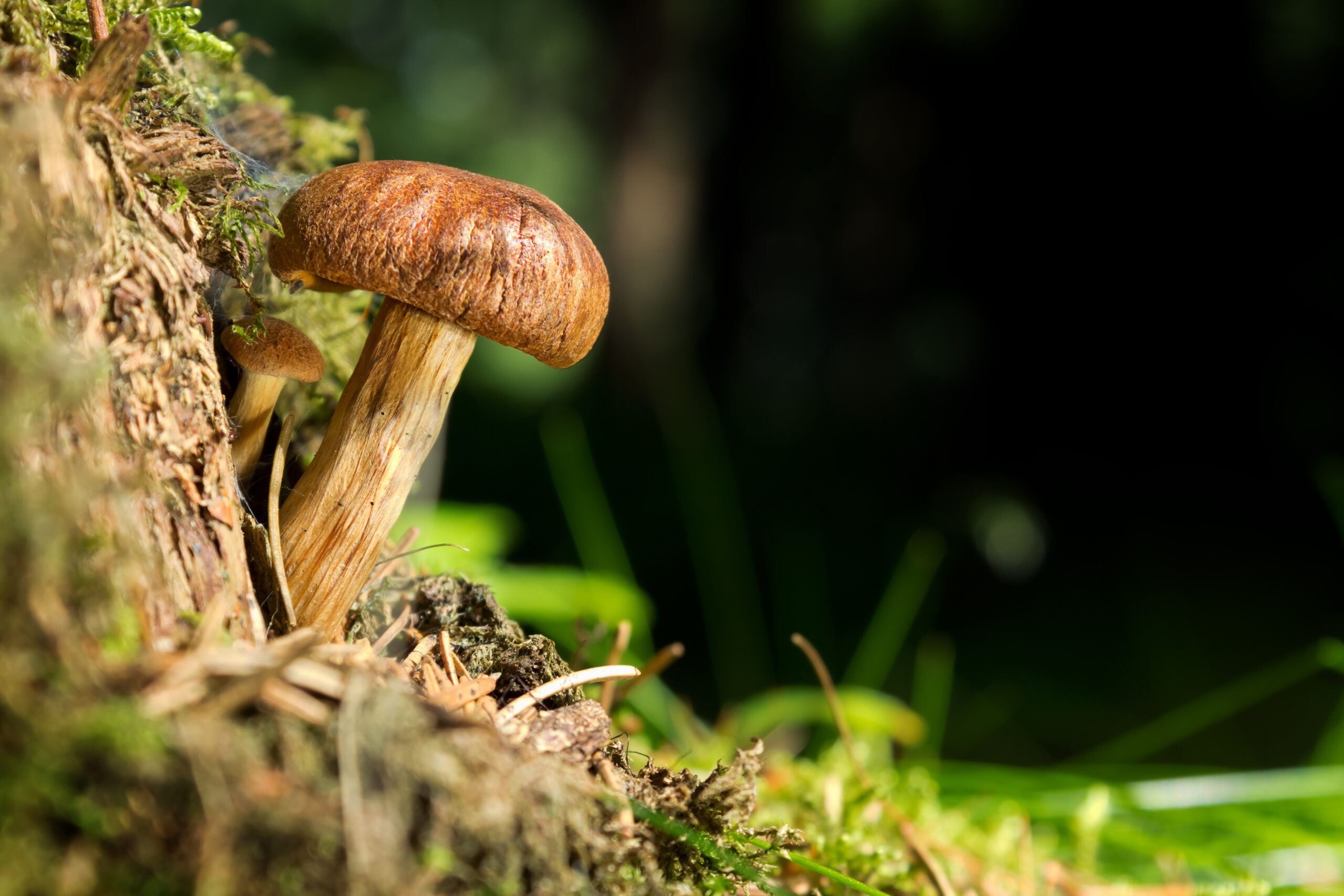 Tricholoma matsutake