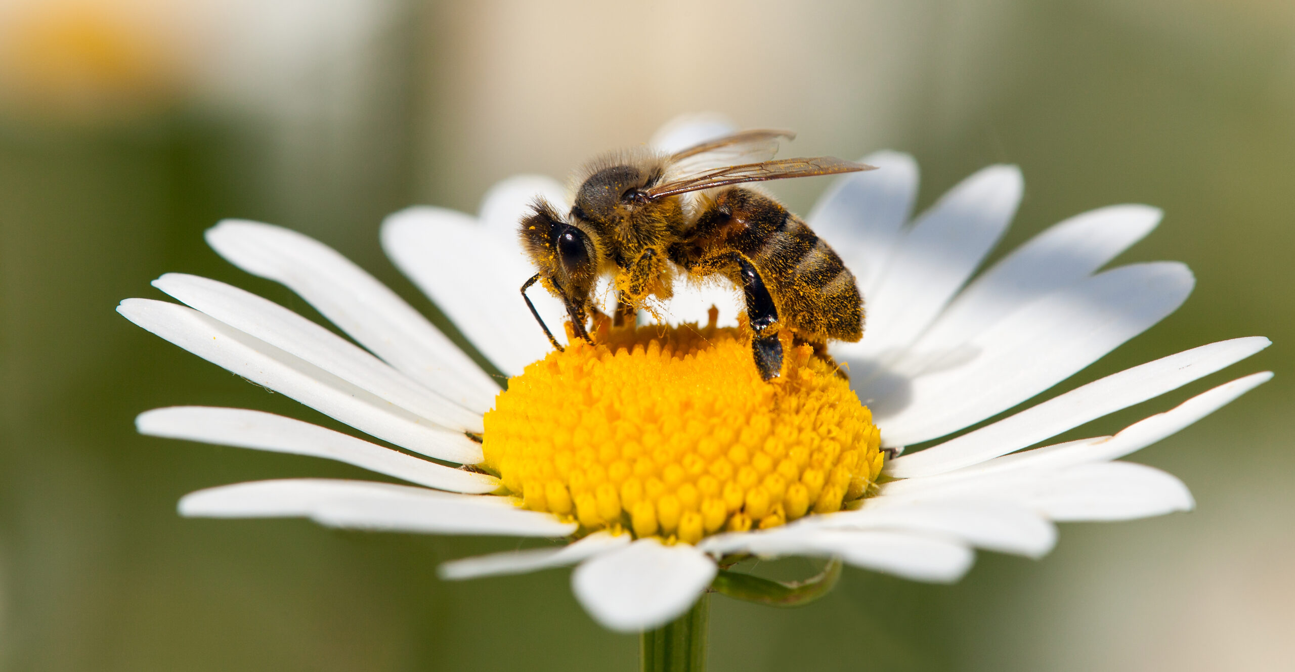 Western Honeybee