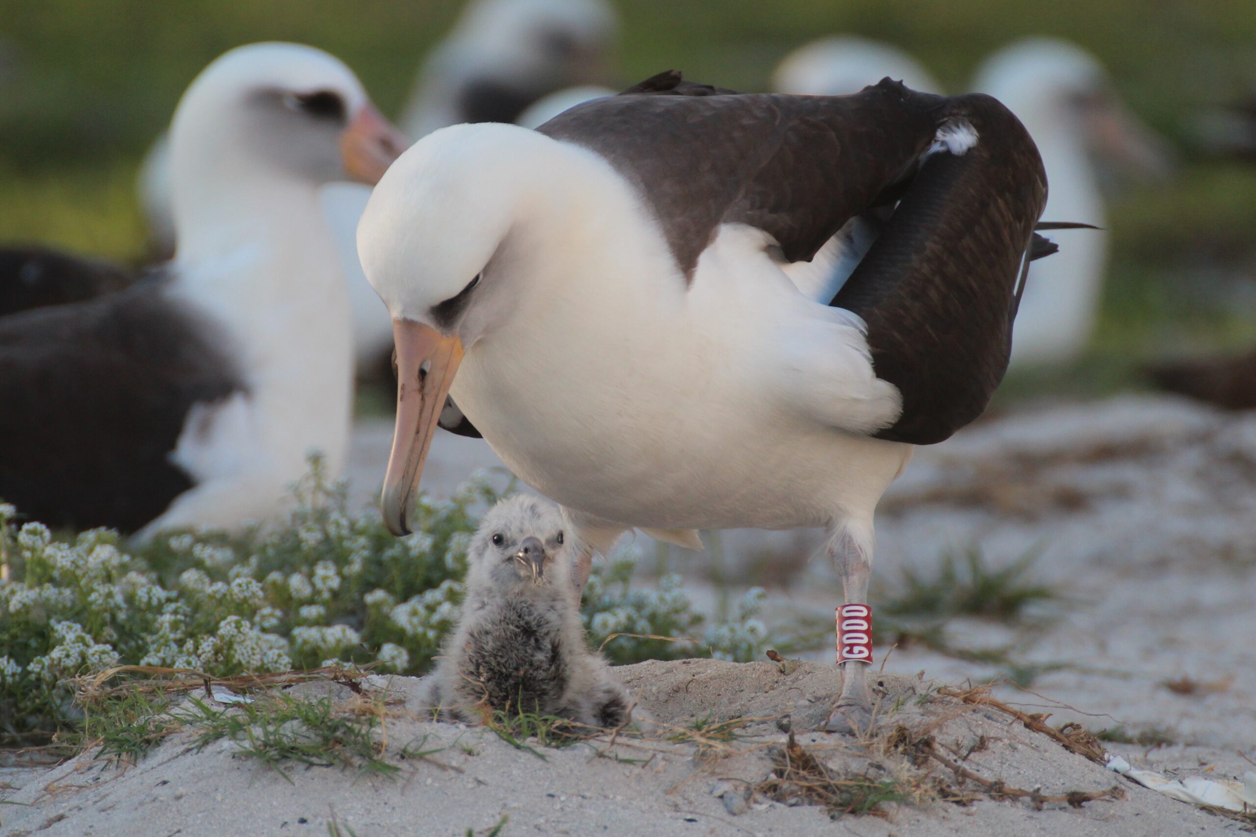 Wisdom (Laysan Albatross) – 73+ Years