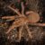 10 Largest Spiders in the World